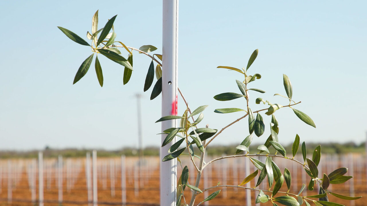 inaugurazione campo sperimentale