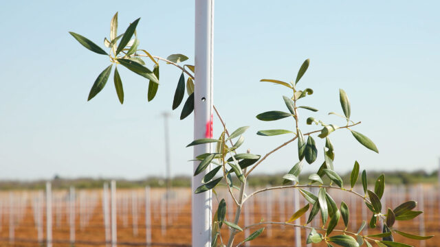 inaugurazione campo sperimentale